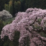 平石の桜　「福島市」