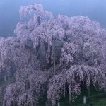 三春滝桜　「三春町」