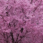 桜3-3_0151