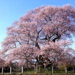 戸津辺の桜　「矢祭町」