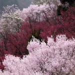 爛漫の花見山公園　「福島市」