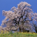 桜3-5_2853
