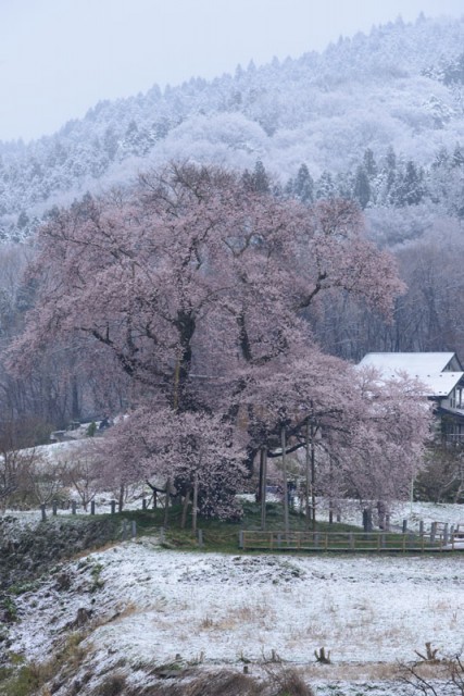 戸津辺の桜_3788