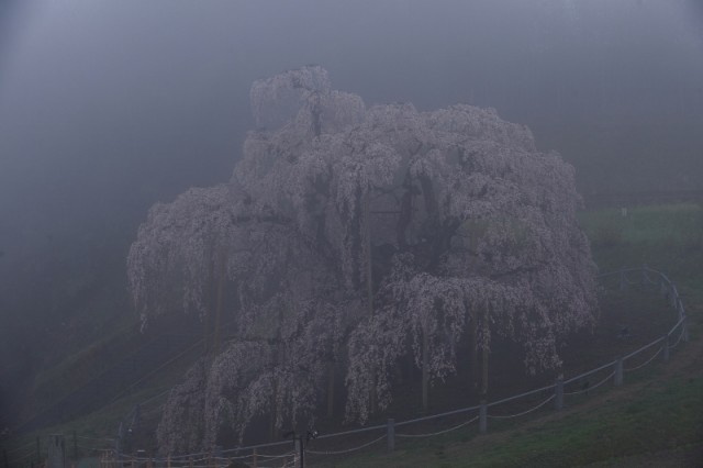 靄の滝桜_4936 (800x533)