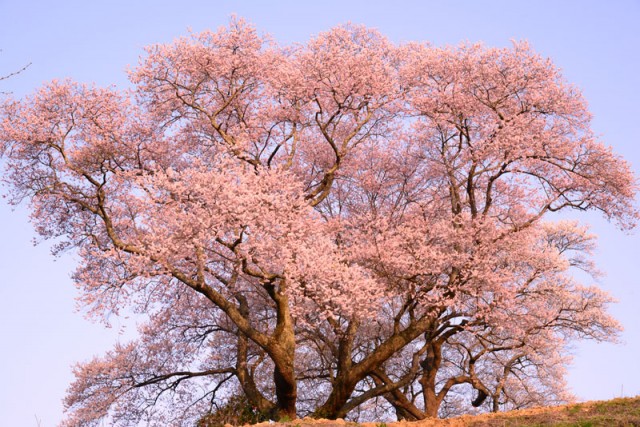 弘法桜_9545