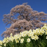 七草木天神桜_9796