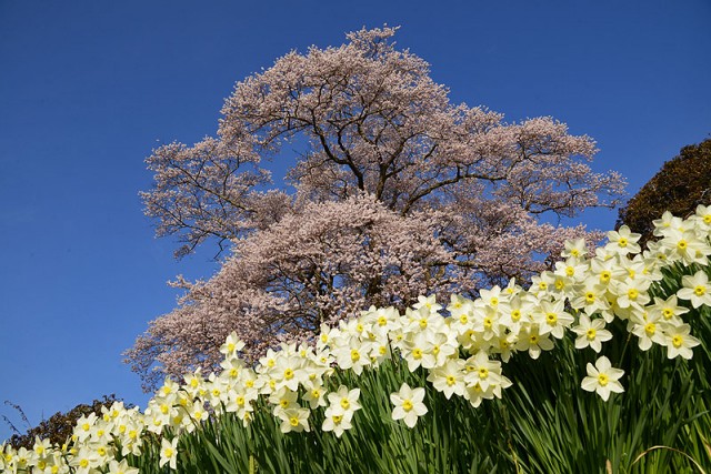 七草木天神桜_9796