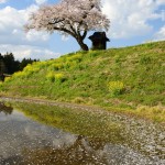 小沢の桜_0249