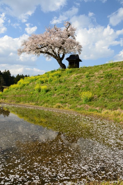 小沢の桜_0249