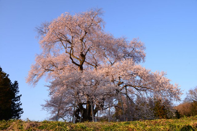 戸津辺の桜_7551