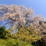 内出の桜_8711