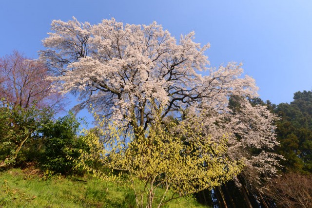 内出の桜_8711