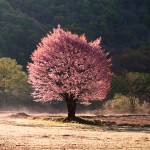 桧原山桜_1659