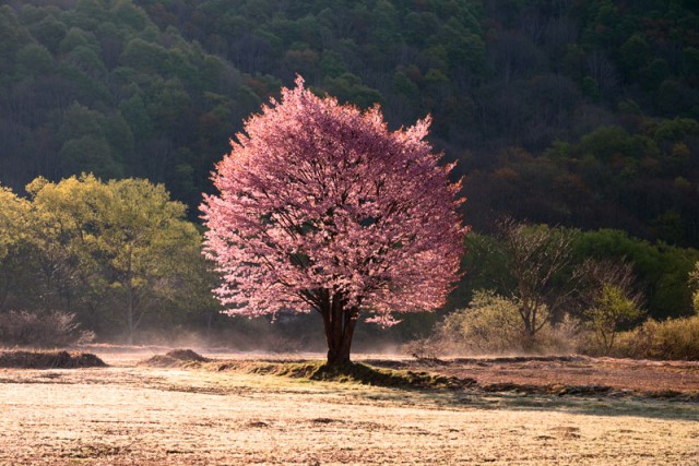 桧原山桜_1659