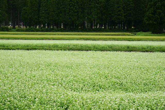 蕎麦の花_3805