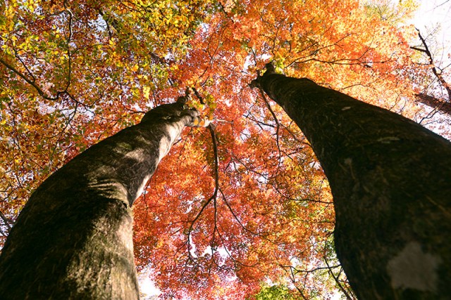 見上げる紅葉_5215