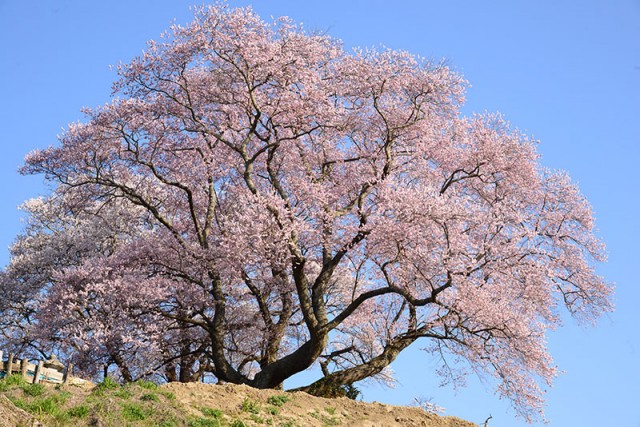 弘法桜_8266