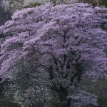 谷地の桜_8681