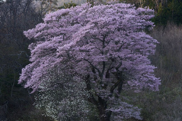 谷地の桜_8681