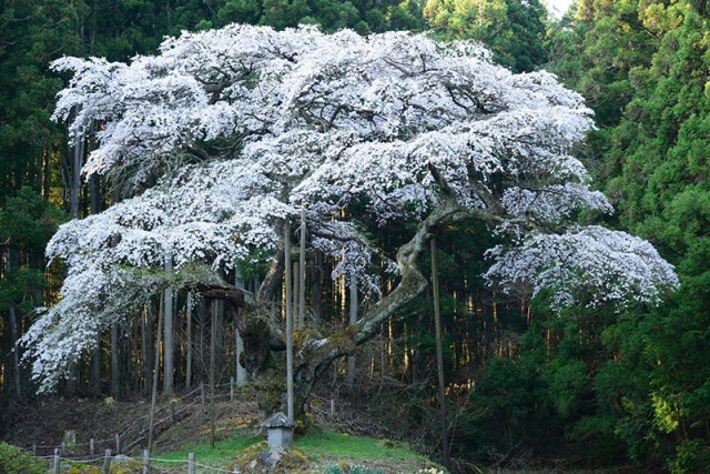 弁天桜_8826