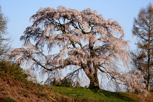 五斗蒔の桜_8619