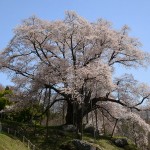 越台の桜_9610