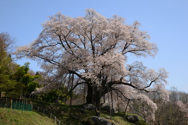 越台の桜_9610