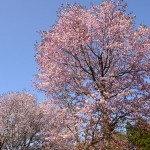 桧原湖周辺の桜_0097