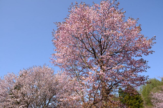 桧原湖周辺の桜_0097