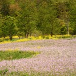 アザキ大根の花_9941