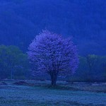 桧原の一本桜_9982