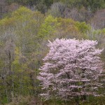 小野川の桜_0387