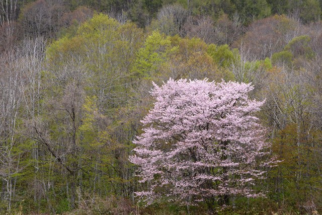 小野川の桜_0387