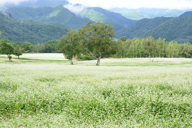 1高杖_3375