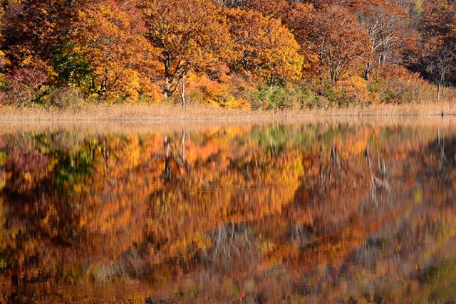 水面に映る紅葉_4687