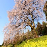 M内出の桜_8603