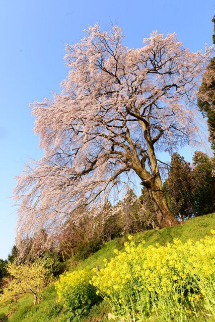 M内出の桜_8603