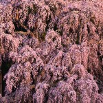 M合戦場の桜_9270