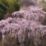 M常楽院の桜_9443