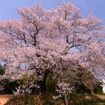 M宮久保の大桜_8766