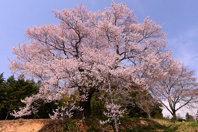 M宮久保の大桜_8766