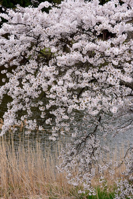 M池端に咲く桜_9596
