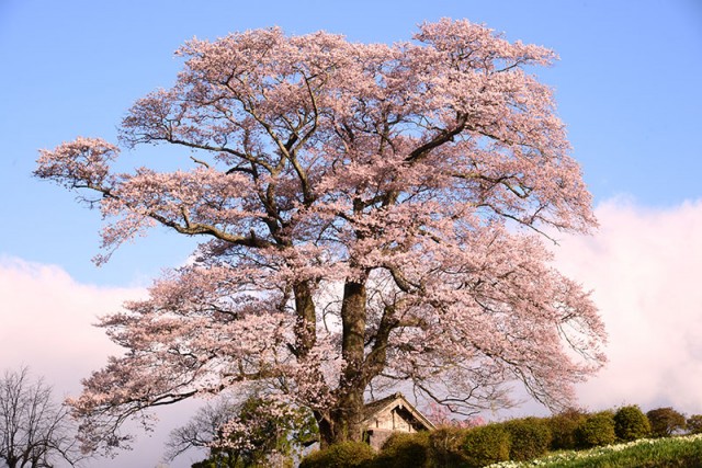 M七草木天神桜_9313