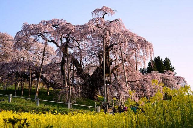 M滝桜_9138