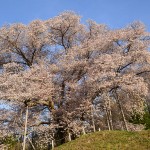 M越代の桜_0864