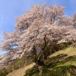 M新田の大山桜_0889