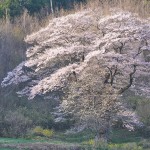 M谷地の桜_0728