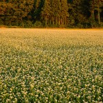 夕映えの蕎麦花_4928