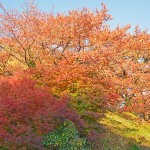 M王子神社_7164