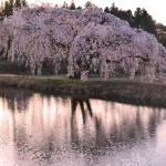 M花園の桜_0414